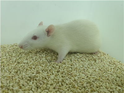肝纖維化動物模型